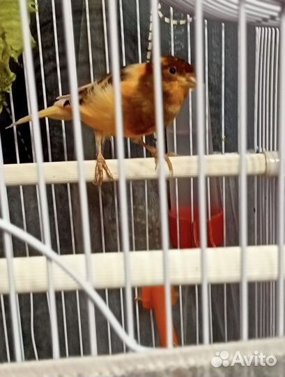Поющая канарейка (кенар) с клеткой