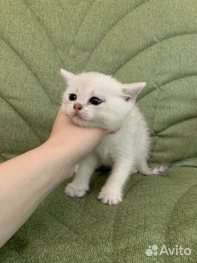 Британские котята шиншилла