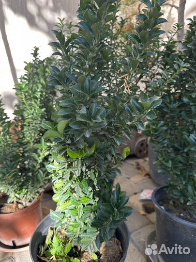 Уличные растения