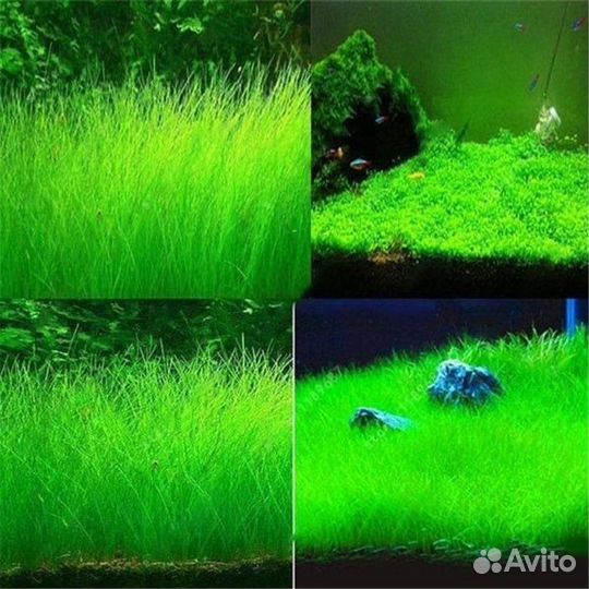 Семена аквариумных растений