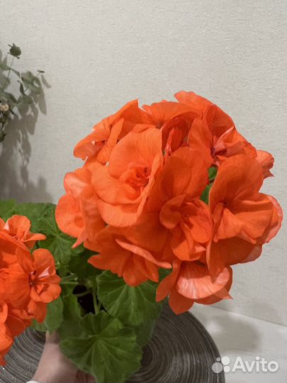 Пеларгония