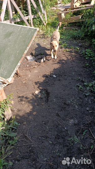 Собака в добрые руки