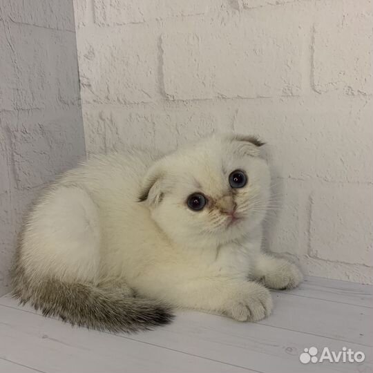 Шотландская