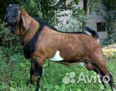 Козёл услуги