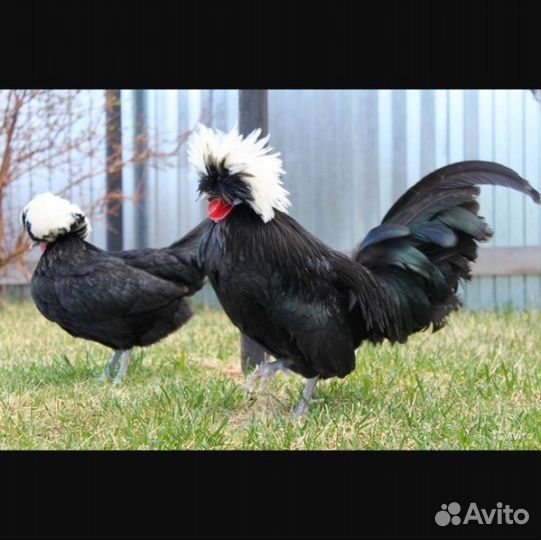 Голландская чёрная белохохлая