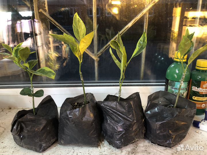 Мандарин Уншиу Вариегатный