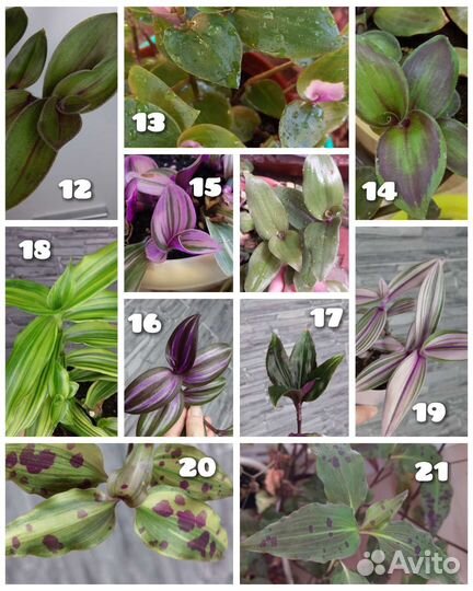 Традесканция 84 сорта