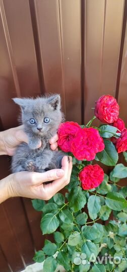 Котята в добрые руки бесплатно