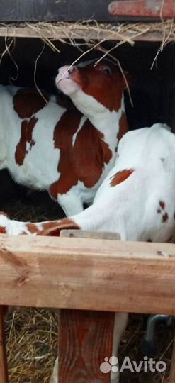 Телята. Доставка