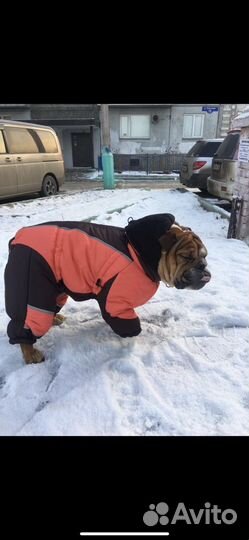 Одежда для собак зимняя