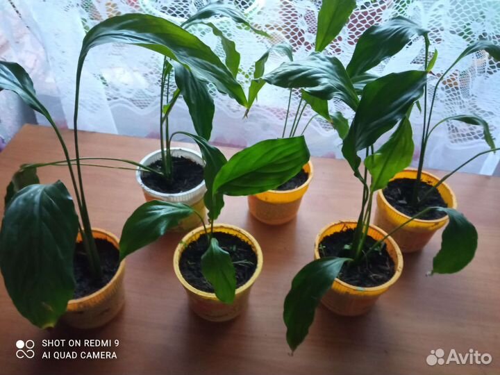 Спатифиллум