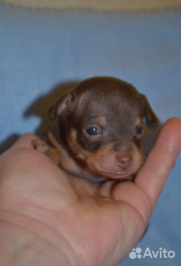 Мини той-терьер щенки