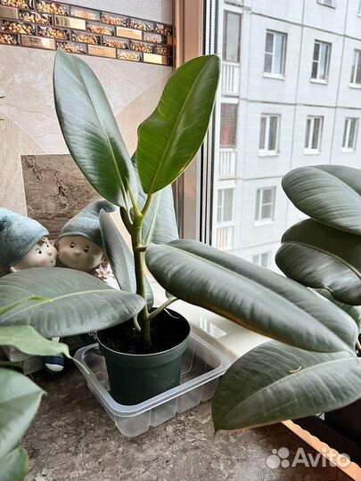 Фикус каучуконосный большой