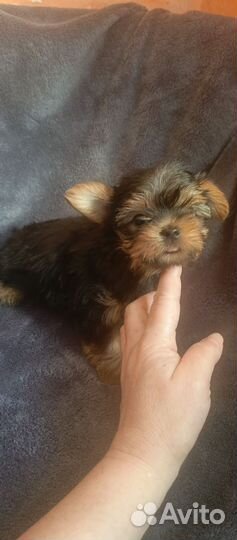 Йоркширский терьер