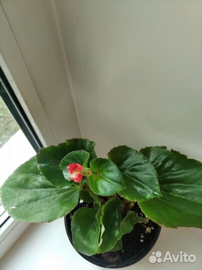 Фуксия,Фикус,Герань,Колеус,Папоротник,Бегония,Алоэ