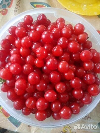 Спелая вкусная вишня