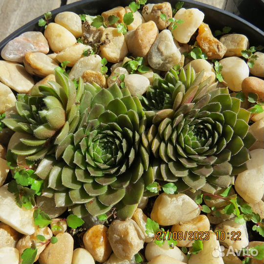 Молодило сортовое