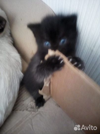 Котята от домашней кошки