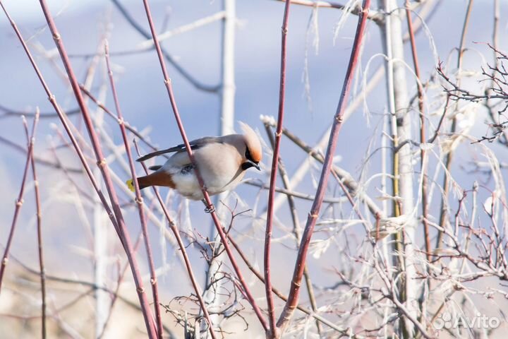 Объектив Nikkor af-s 55-300 dx Nikon F