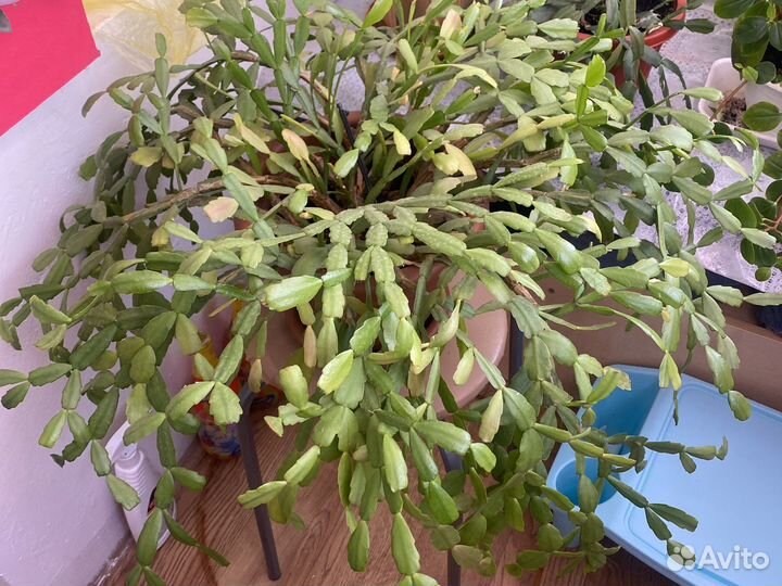 Продам цветы комнатные