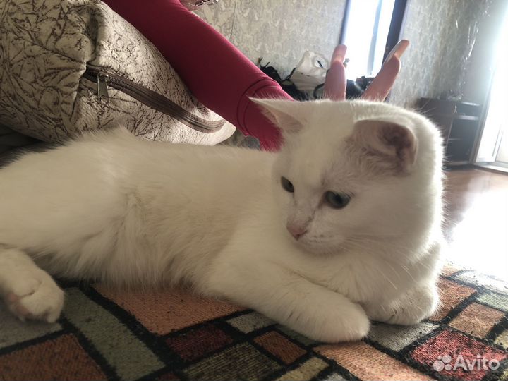 Кошечка. Альбинос (в добрые руки)
