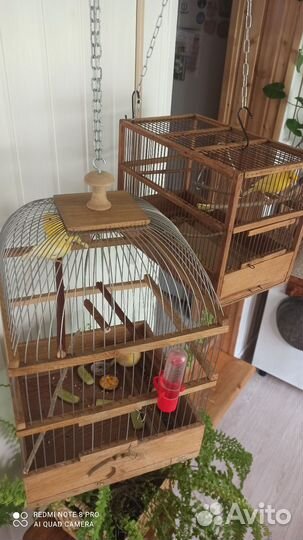 Семейство кеноров