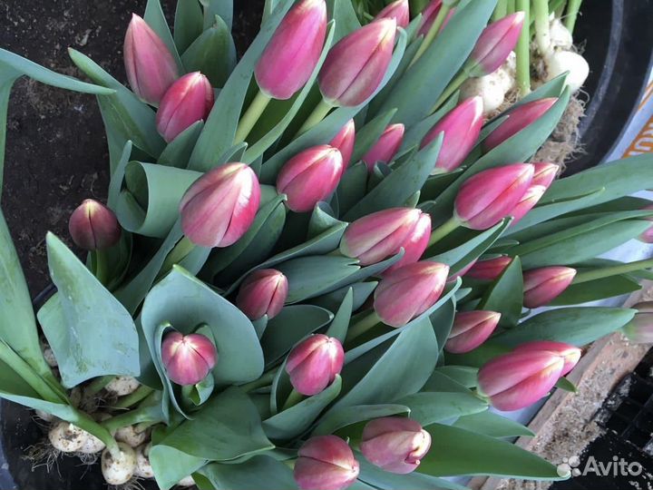 Луковица тюльпанов оптом 12;14+для выгонки