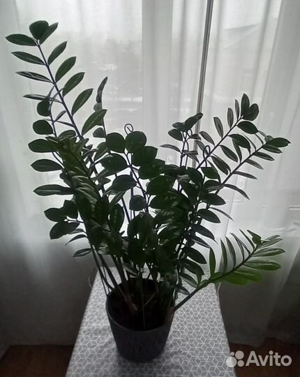 Замиокулькас