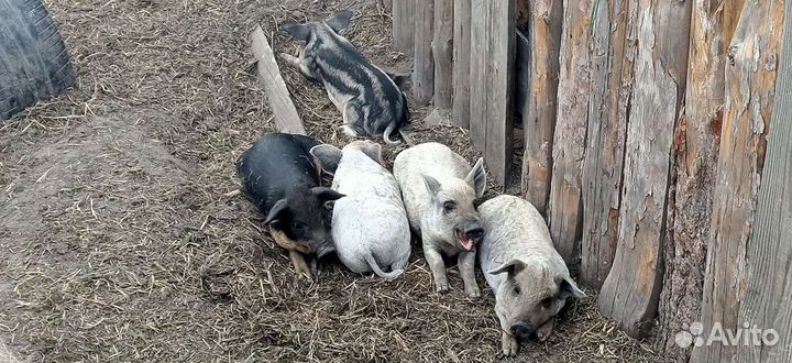 Поросята Венгерской Мангалицы