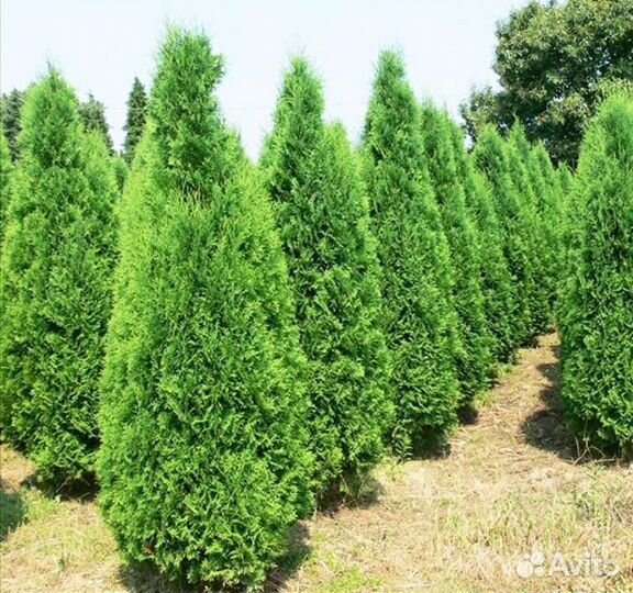 Туя смарагд-колумна-брабант. Все размеры