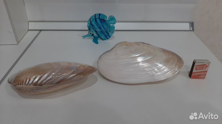 Раковина морская