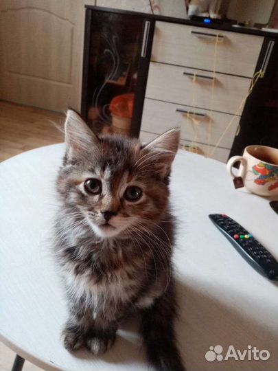 Продаются шотландские котята