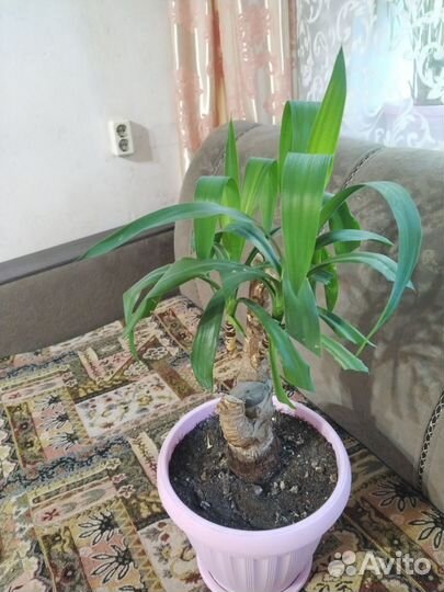 Комнатные цветы