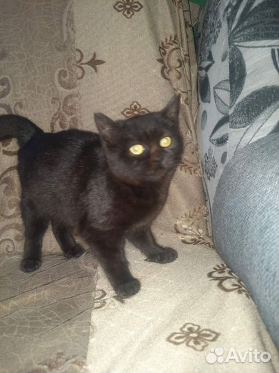 Кошка в дар