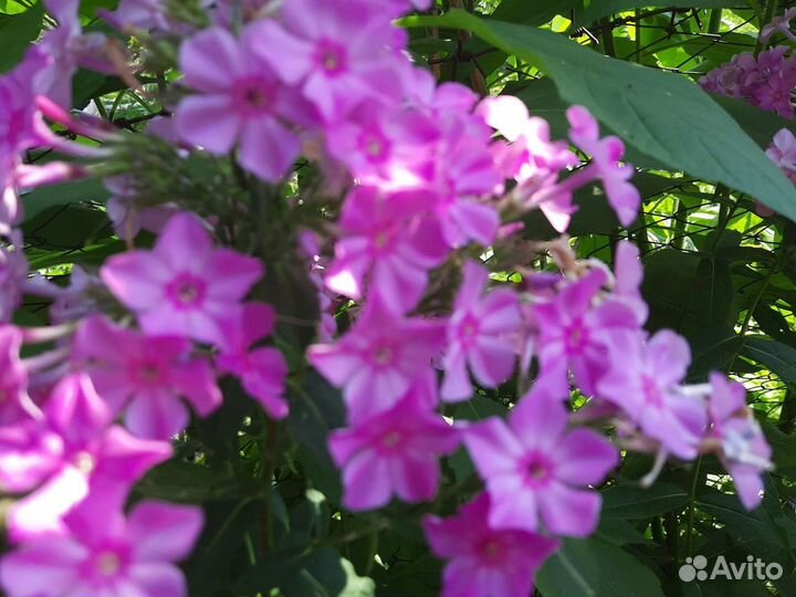 Флокс многолетний, мыльнянка лекарственная