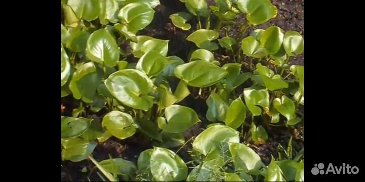 Белокрыльник (калла болотная)