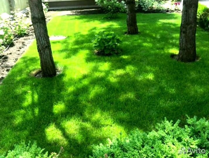 Рулонный газон