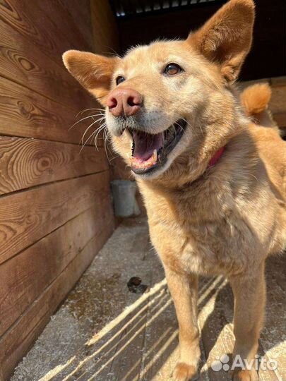 Очаровательная девочка томится в клетке приюта