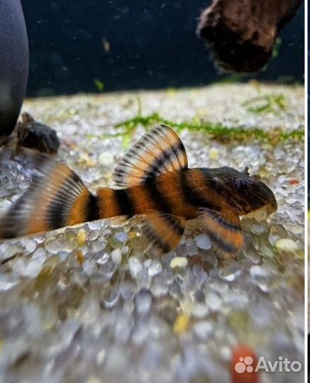 Сом зебра L397, анцитрус супер рэд