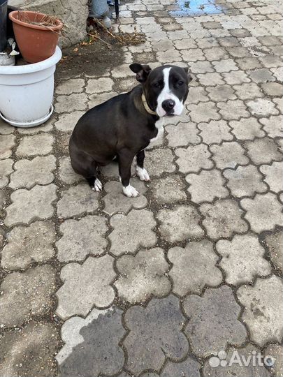 Стаффордширский терьер