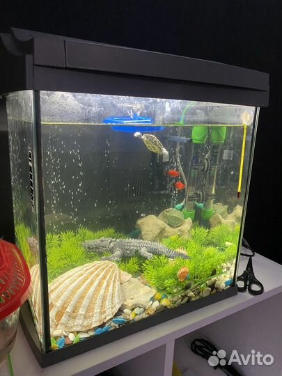 Аквариума