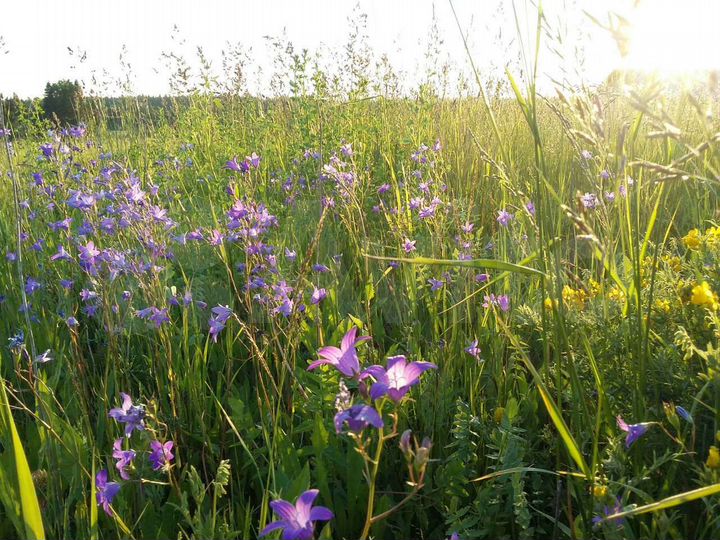 Участок 10 сот. (ИЖС)