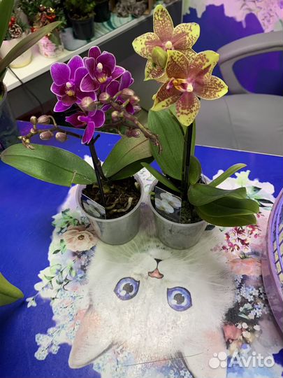 Орхидеи