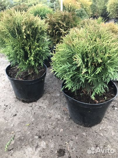 Туя шаровидная Даника