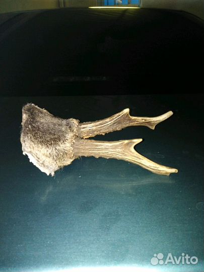 Рога косули