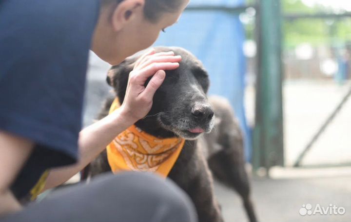 Красавчик Грэм, приют Некрасовка. Возьмите домой