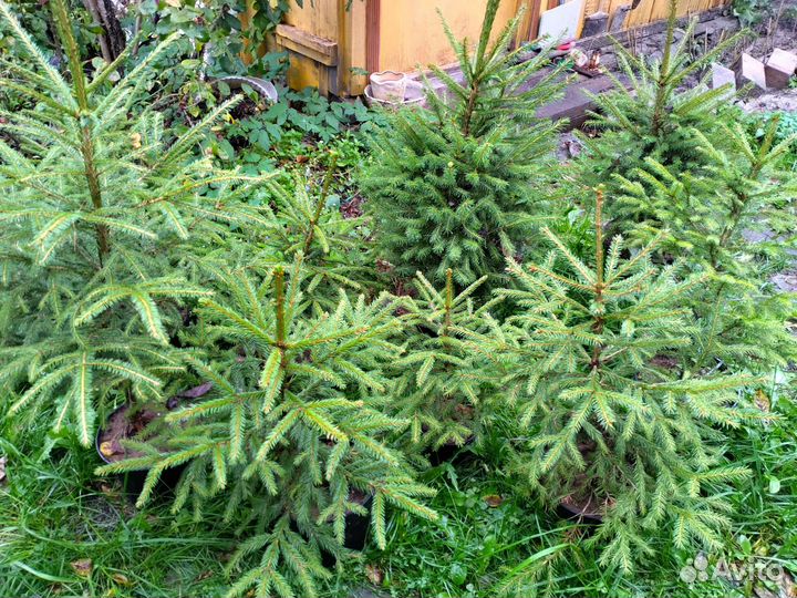 Ель обыкновенная саженцы