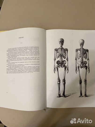 Анатомия для художников Енё Барчаи