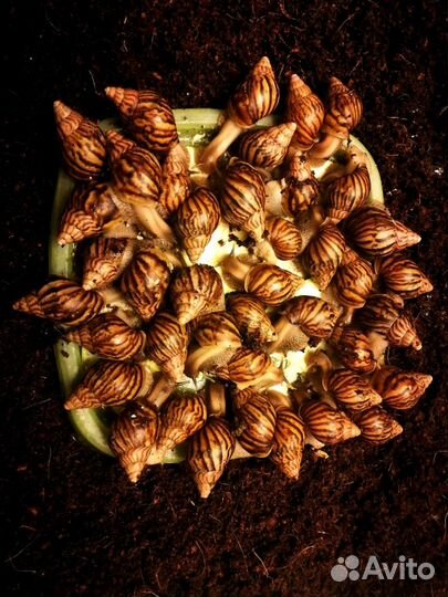 Гигантские Африканские Улитки Ахатины