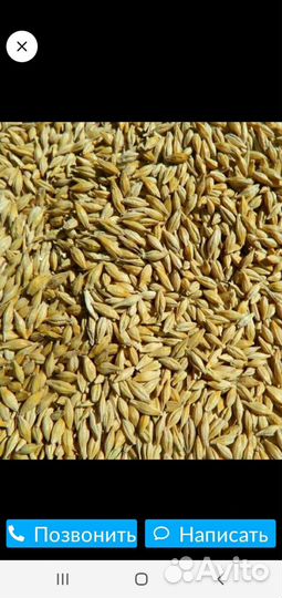 Зерносмесь(пшеница+ячмень)